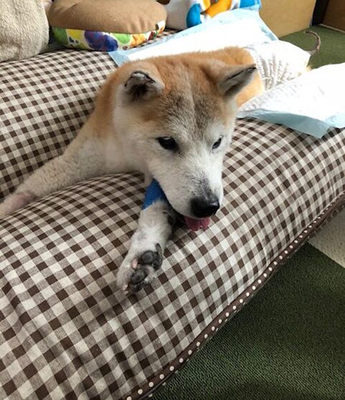 ペット介護用クッション Raku らくらく 株式会社ヒューベス ペット介護用クッション Raku らくらく 株式会社ヒューベス