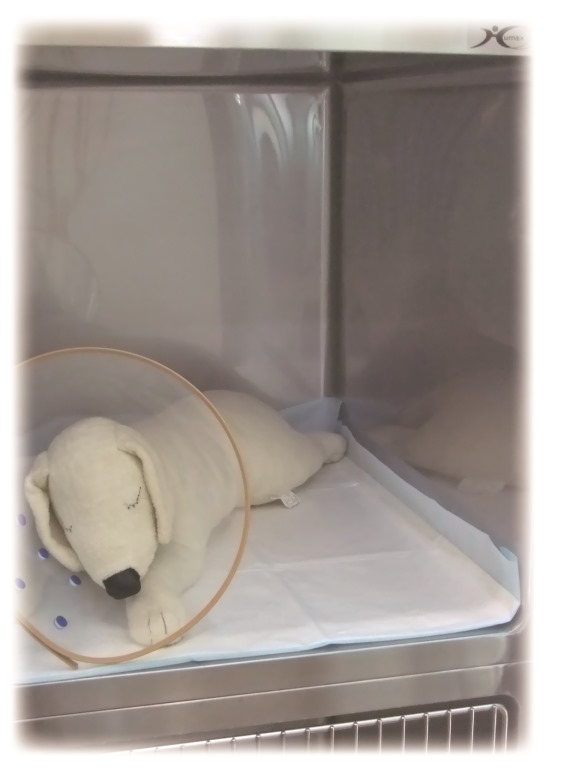 ワンツーペットシーツ