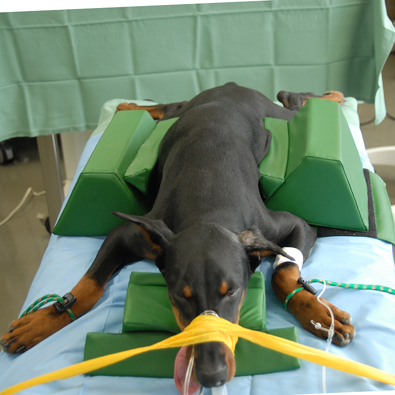 ポジショニングクッション